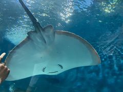 -上海海洋水族馆