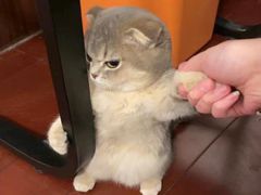 -闻酥园(大慈寺店)