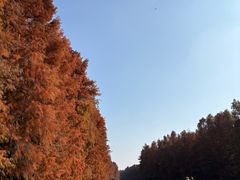 -上海海湾国家森林公园