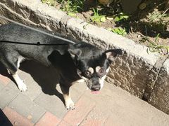 -瑞派福兴宠物医院犬猫全科·骨科·中西医结合(河东店)