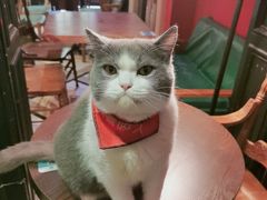 -猫色咖啡·猫咖