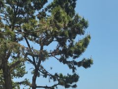 -蓬莱阁景区