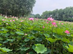 -东郊湿地公园