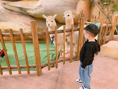 -杭州开元森泊度假乐园