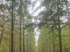 -泗洪洪泽湖湿地景区