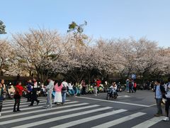 -武汉大学-樱园