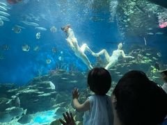 -海合安武汉极地海洋公园
