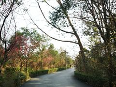 -三圣花乡旅游区