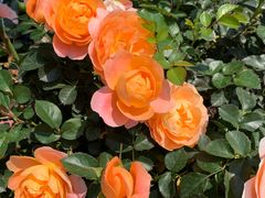 -人民公园(罗湖区)