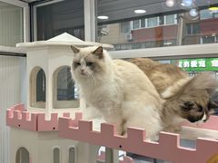 -青奢宠物·青奢猫舍