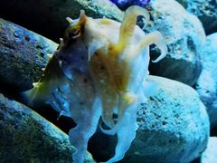 -新加坡海洋生态馆