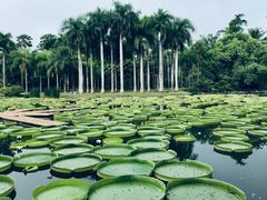 -西双版纳傣族园