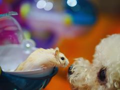 -钓仓鼠(洋桥北里小区店)