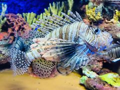 -上海海洋水族馆