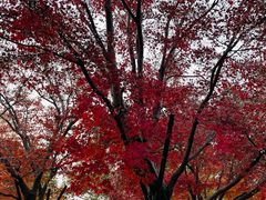 -上海山野camping·户外天幕烧烤·团建拓展营地