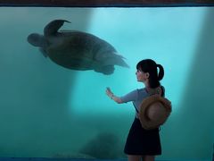 -广东惠东海龟国家级自然保护区