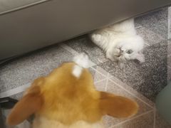 -爱诺耐芙动物医院(万博店)