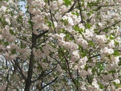 -西安青龙寺遗址景区