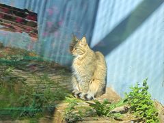 -青藏高原野生动物园