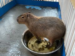 -廊坊固安福朋喜来登酒店