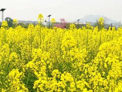 -田园东方蜜桃村的田野营地