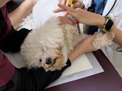 -美联众合动物医院·24h转诊中心