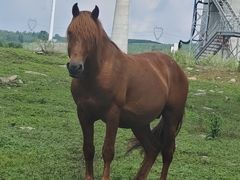 -塞罕坝国家级自然保护区