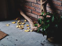 -春庄咖啡SpringHues(钟楼小区店)