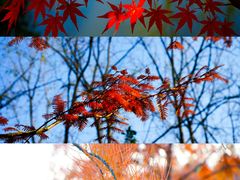 -合肥滨湖国家森林公园