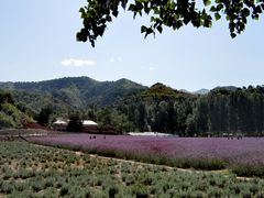 -北京东方普罗旺斯薰衣草庄园