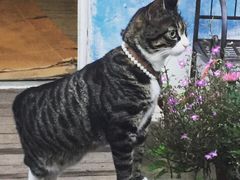 海边的猫和咖啡馆-海边的猫和咖啡馆