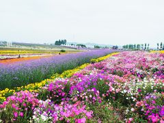 -紫颐香薰山谷景区