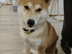 -柴迷FANS CLUB·柴犬狗咖·猫咖