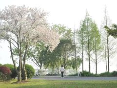 -贡湖湾湿地公园