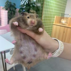 -Moni星球萌宠·小马宝莉·灵蛇·高端高阶全萌宠互动体验俱乐部(红豆国际广场店)