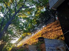 -金鸡山公园