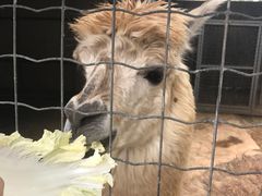 -意大利农场度假村