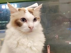 -暗黑魔法·玄灵未妖阁·塔罗·占星·心理咨询