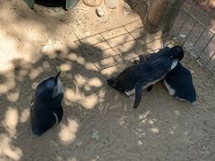 -费瑟代尔野生动物园