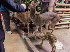 -正佳雨林生态植物园