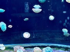 -欢乐海岸海洋奇梦馆