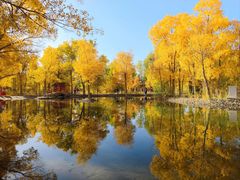 -金塔沙漠胡杨林景区