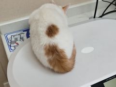 -安安宠医宠物医院·异宠·犬猫内科(岳阳分院)