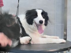 -宠福鑫康馨动物医院·骨科·眼科