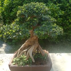 -Cindy Jewelry·钻戒·彩色宝石