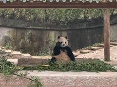 -中国大熊猫保护研究中心雅安碧峰峡基地