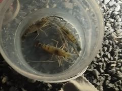 -DGE季风钓虾营地·团建·聚会