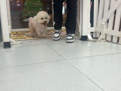 -猪呜宠物生活馆·西高地梗犬拔毛店