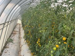 -菊园百果园