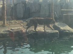 -上海野生动物园老虎餐厅